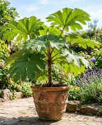 Tetrapanax papyrifera – Arálie papírodárná  (1/2)