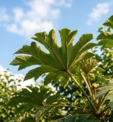 Tetrapanax papyrifera – Arálie papírodárná  (2/2)