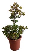 Crassula ovata sunset - tlustice XXL 10