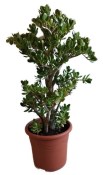 Crassula ovata sunset - tlustice XXL 9
