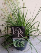 Tráva Carex Ever lime
