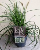 Tráva Carex Ribbon Fails
