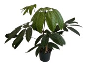 Palma Washingtonea robusta