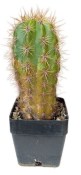 Trichocereus candidans - Echinopsis candicans č.15