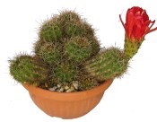Trichocereus grandiflorus