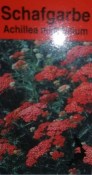Trvalka Achillea milleofollium
