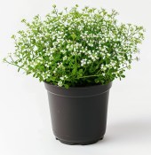 Trvalka Alyssum (2/2)