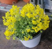 Trvalka Alyssum (1/2)