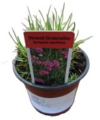 Trvalka Armeria maritima - Trávnička přímořská