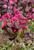 Trvalka Bergenia purpurascens - Bergénie nachová