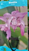Trvalka Bletilla striata - Bletilla pruhovaná