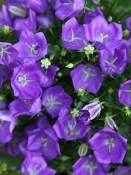 Trvalka Campanula carpatica - Zvonek karpatský