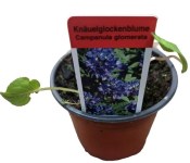 Trvalka Campanula glomerata - zvonek klubkatý