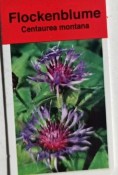Trvalka Centaurea montana - chrpa horská