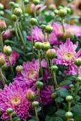 Trvalka Chrysanthemum- Chryzantéma