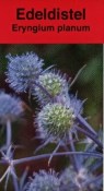 Trvalka Eryngium planum - Máčka plocholistá