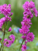 Trvalka Lychnis viscaria - Smolnička obecná