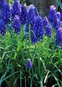 Trvalka Muscari Lindsay - Modřenec
