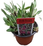 Trvalka Prunella grandiflora - Černohlávek velkokvětý