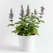 Trvalka Salvia nemorosa - šalvěj hajní