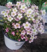 Trvalka Saxifraga