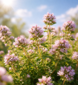 Bylinka Tymián (2/2)