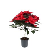 Vánoční hvězda euphor červená na kmínku