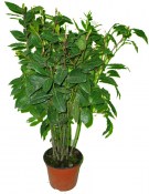 Vavřín laurus nobilis bobkový list keř velký 150 cm