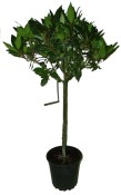 Vavřín - Laurus nobilis - Bobkový list strom na kmínku velký 130 cm