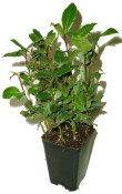 Vavřín - laurus nobilis - minimálně 7 rostlin