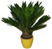 Palma - Cycas revoluta extra velká