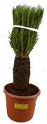 Velká palma - Cycas revoluta tlustý kmen XL (1/2)