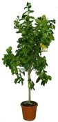 Velký citrus Lemon 2.jakost