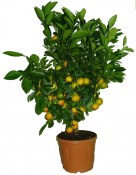 Velký strom calamondin 2. jakost