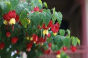 Venkovní keř - Abutilon - Mračňák - nezasíláme - pouze na prodejně (2/2)