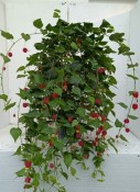 Venkovní keř - Abutilon - Mračňák - nezasíláme - pouze na prodejně (1/2)