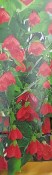 Venkovní keř - Abutilon - Mračňák