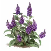 Venkovní keř - Buddleja - Motýlí keř růžový 2 jakost