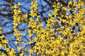 Venkovní keř - Forsythia intermedia - Zlatice