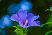 Venkovní keř - Hibiscus Syriacus - Ibišek fialový