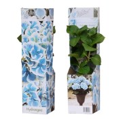 Venkovní keř - Hortensie - Hydrangea mac Bavaria Blue modrá