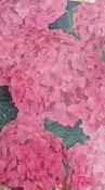 Venkovní keř - Hortensie - Hydrangea macrophylla červená