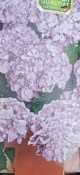 Venkovní keř - Hortensie - Hydrangea paniculata bílá