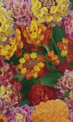 Venkovní keř - Lantana camara - verbena na kmínku (2/3)