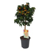 Venkovní keř - Lantana camara - verbena na kmínku