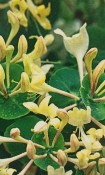 Popínavá rostlina - keř - Lonicera caprifolium - Zimolez