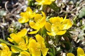 Venkovní keř - Potentilla fruticosa žlutá - Mochna