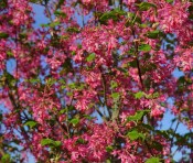 Venkovní keř - Ribes Sanguineum - Meruzalka (1/2)
