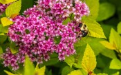 Venkovní keř - Spiraea douglasii růžový - Tavolník