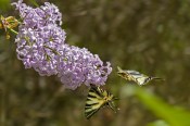 Venkovní keř - Syringa vulgaris fialová (1/3)